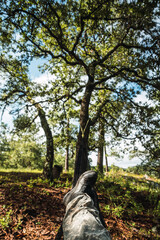 Fototapeta premium resting in the mountains and in the pine forests of Sinaloa