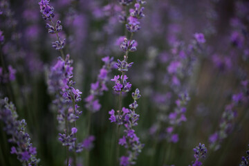 Fototapeta premium lavender field. Flowers. Field. 