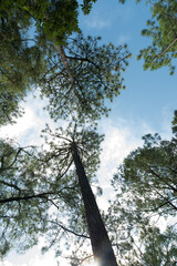 lush view of pines and oaks