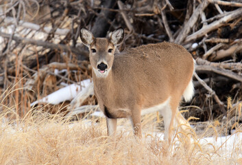 white tailed deer  standing in the forest in winter along the wildlife drive in rocky mountain arsenal wildlife refuge in commerce city, near denver, colorado
