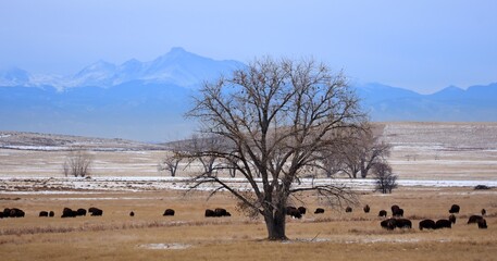 herd of american bison grazing  around a solitary cottonwood tree in winter against a mountain backdrop of  long's peak  in the rocky mountain arsenal wildlife refuge in commerce city, colorado © Nina