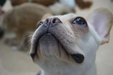 Papier Peint photo autocollant Bulldog français 上を見上げる白い犬の顔のアップ、大きく目を輝かせたブルドッグ
