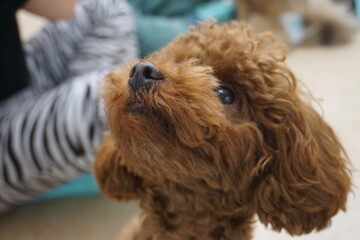 Fototapeta premium 上を見上げる茶色い犬の顔のアップ、大きく目を輝かせている、毛の丸まった可愛いトイプードル