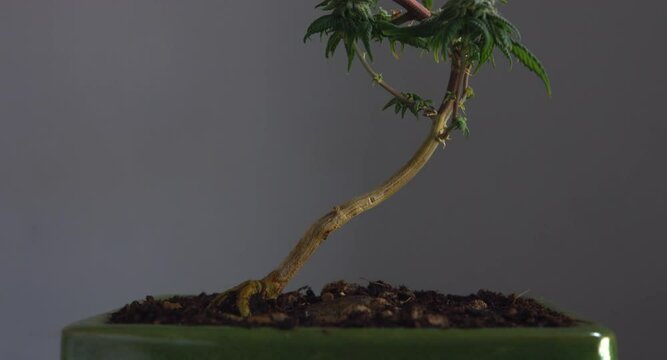 Perfectly shaped green flowering Cannabis cbd bonsai plant tilt