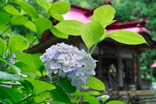 紫陽花寺 Images Browse 975 Stock Photos Vectors And Video Adobe Stock 紫陽花寺 Images Browse 975 Stock Photos Vectors And Video Adobe Stock