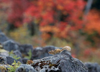 紅葉とエゾシマリス（北海道・鹿追町）
