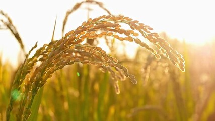 Closeup of ripe, plump, and golden rice ears in the sun