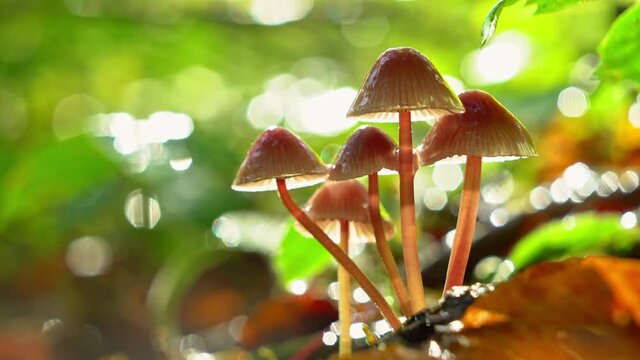 Closeup of mushrooms in rain with blurred background