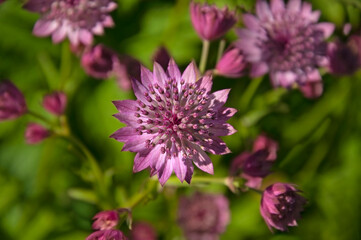 Bright pink flowers Astrantia (Astrāntia) close-up on a background of green grass in a flower garden