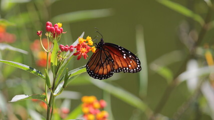 butterfly on flower