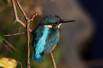 Fototapeta premium Kingfisher
