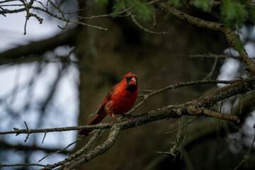 Cardinals at Lynde Shores Conservation Area