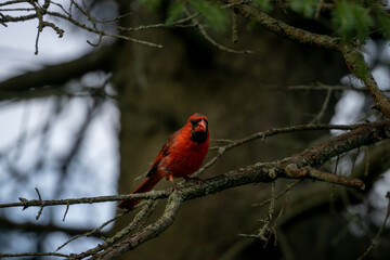 Cardinals at Lynde Shores Conservation Area