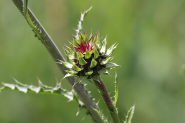 Thistle bud blooming and going to seed