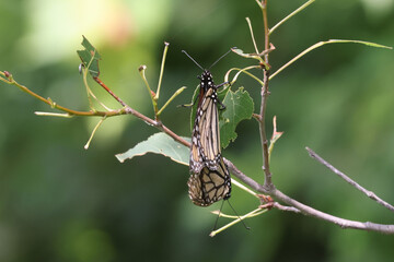 Mating Mallard butterflies making new generation on bright summer day