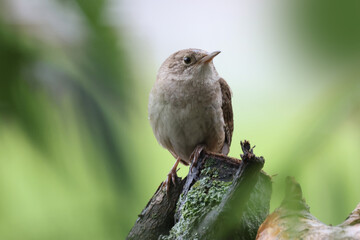 House Wrens hiding in woods perched on tree branch in summer sun