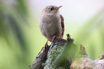 House Wren in underbrush perched on branch in overcast summer day