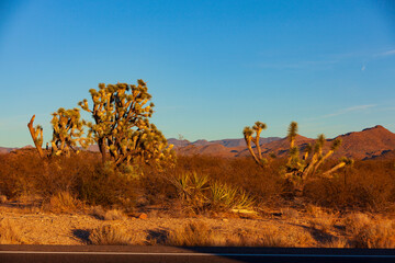 Joshua Trees along U.S. Highway 93 in Arizona, USA