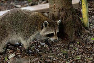 Obraz premium Young raccoon Procyon lotor hunts for food in swamp water