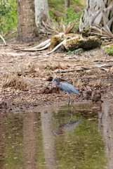 Little blue heron Egretta caerulea forages for food in a marsh