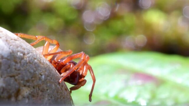 British Spiders - Woodlouse Spider, Dysdera crocata