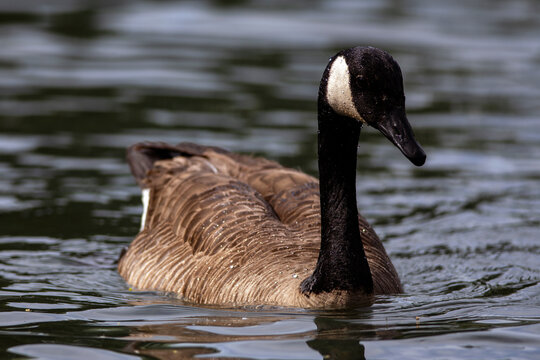Canada Goose floating on pond