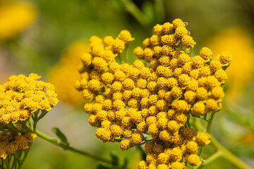 Achillea ageratum, macro © R R