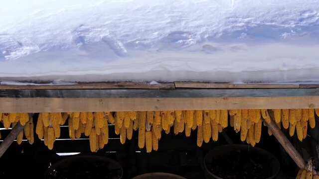 Corn and other crops hanging from the eaves in northeast of China in winter