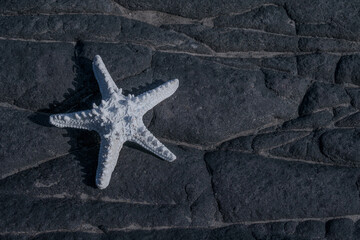 white starfish on black volcanic rock