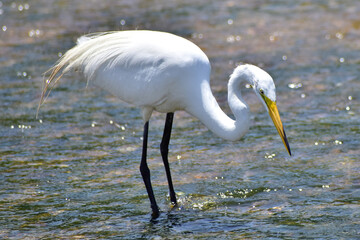Egret at the bay