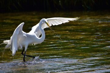 Egret at the bay