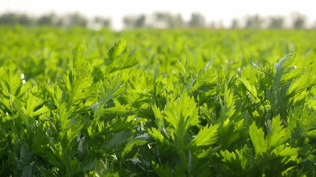 Close-up of celery in an organic vegetable land