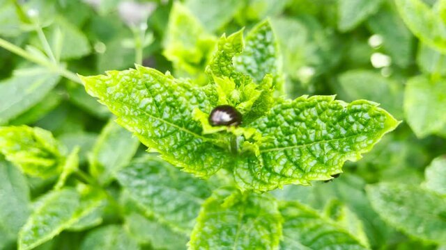 bug on the mint leaf