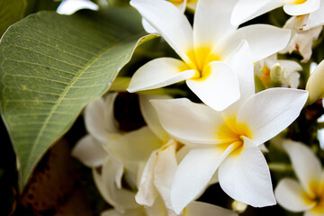 Fototapeta premium flores brancas como a neve 