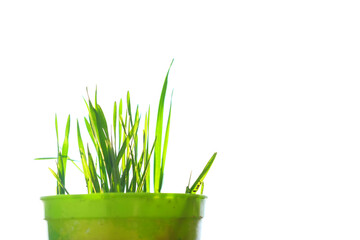 Close up of wheat grass 
