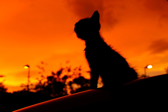 Silhouette of kitten with orange sky