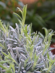 Foliage of  Lavender, Lavandula angustifolia, Lavandula officinalis 
