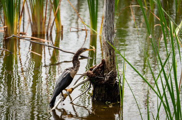 Anhinga fishing in marsh at Sweetwater wetlands in Gainesville Florida.