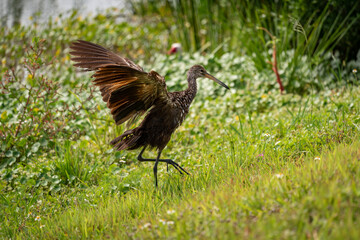 Brown or Glossy Ibis walking in grass at Sweetwater wetlands in Gainesville Florida.