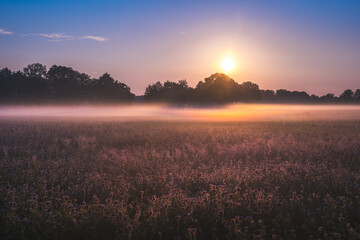 Phaceliafeld kurz nach Sonnenaufgang bei blauen Himmel