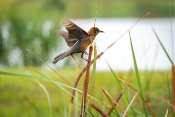 Boat Tailed Grackle sitting on cat tails at Sweetwater wetlands in Gainesville Florida.