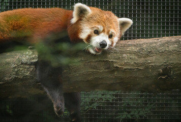 Red Panda as zoological specimen in Knoxville Tennessee. - obrazy, fototapety, plakaty