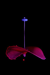 Purple acrylic paint drops falling from above colliding with a pink drop pressure shot up from...