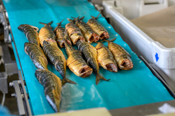 Pieces of smoked mackerel lie on a conveyor belt. Fish food factory.