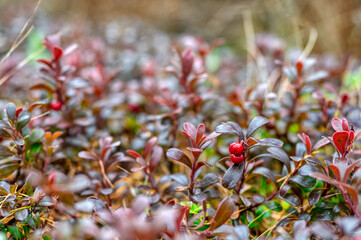 Wild taiga lingonberry. Red ripe berries rich in various vitamins.