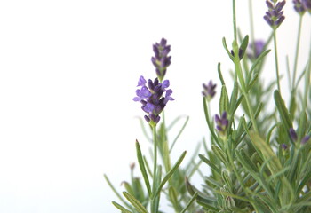 Fototapeta premium Field of Lavender, Lavandula angustifolia, Lavandula officinalis 