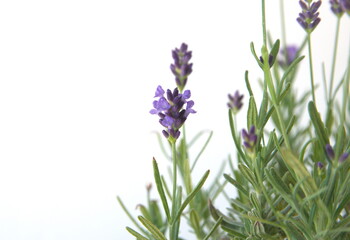 Field of Lavender, Lavandula angustifolia, Lavandula officinalis 