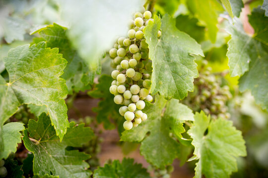 Uvas blancas en la parra natural