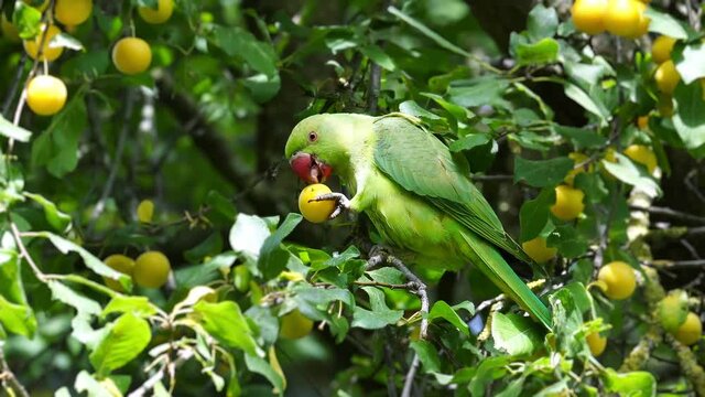 A green parrot eats yellow plums on tree