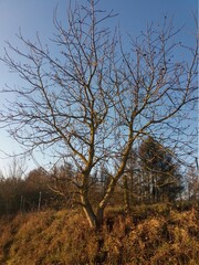 Arvore seca em um lindo dia de sol